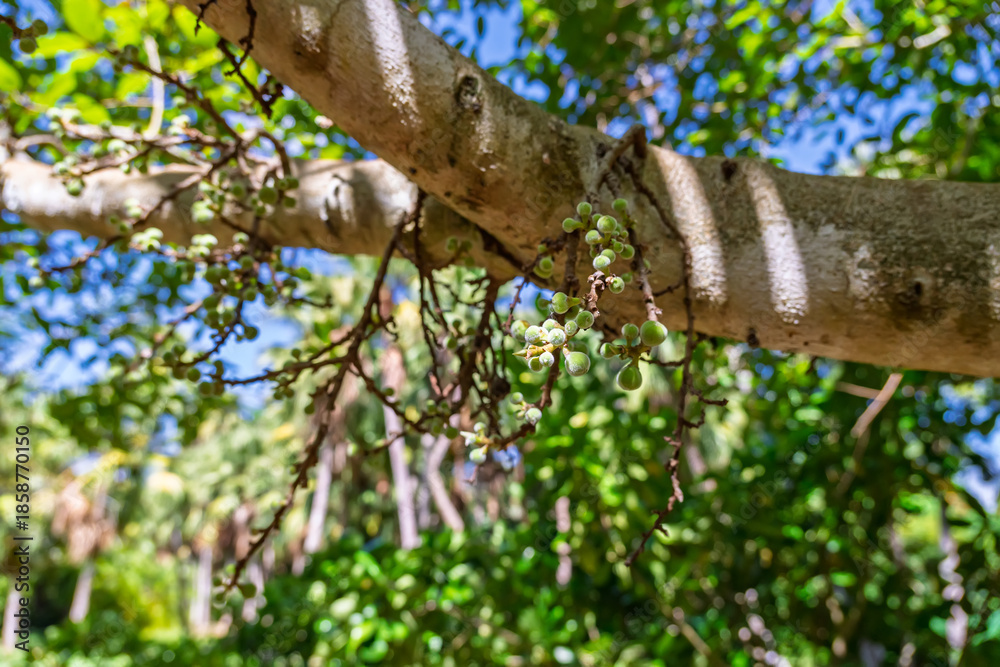 Fototapeta premium Botanical close-up of clusters of unripe green berries on a tropical tree. Sunlight filtering through the leaves creates a beautiful outdoor garden scene