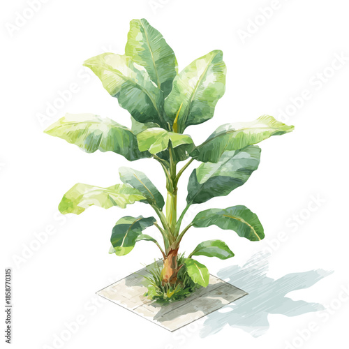 Watercolor isometric vector-style illustration of Banana Plant, isolated on white background.