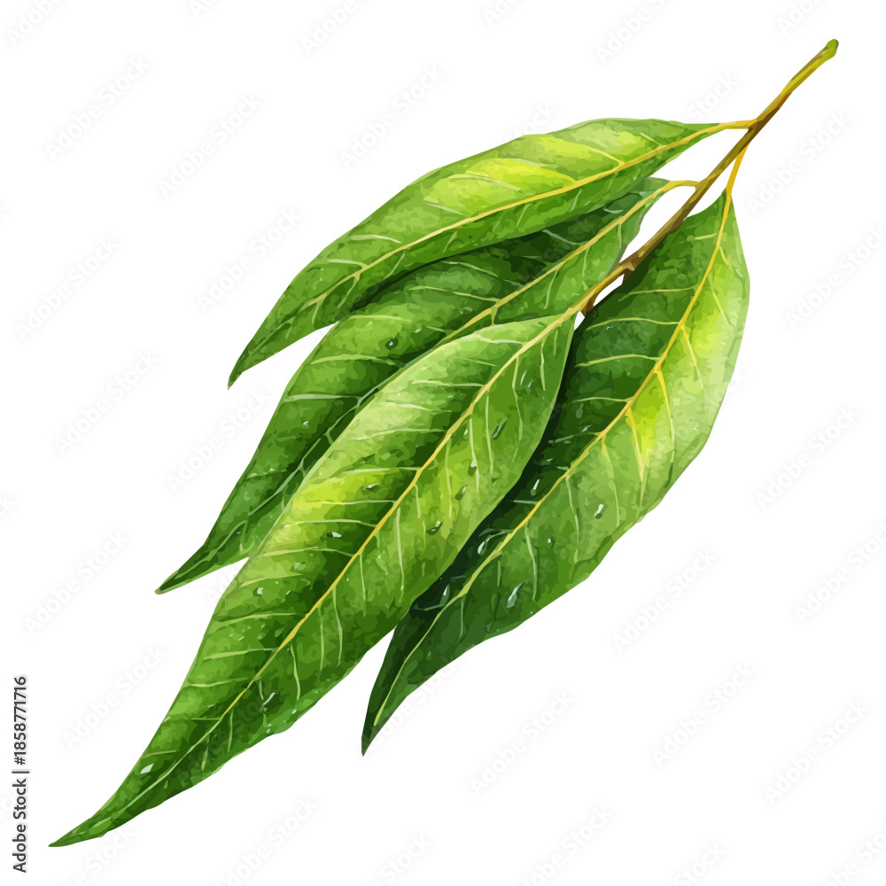 Obraz premium Mango Leaf illustrated in isometric watercolor style, isolated on white.