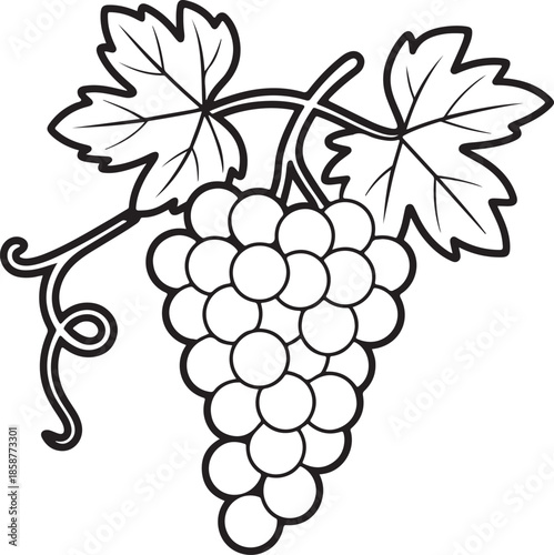 Outline drawing of ripe bunch of grapes with leaves and vine for natural fruit harvest or wine making icon