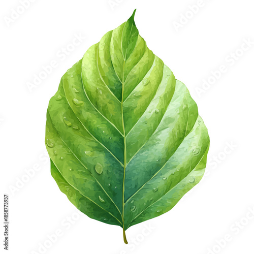 Watercolor isometric artwork featuring Teak Leaf, presented on white background.