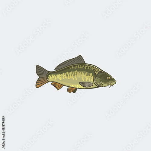 mirror carp color