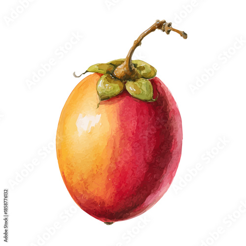 Isometric watercolor rendering of Tamarillo, isolated on a clean white background.