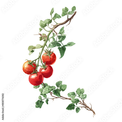 Watercolor isometric vector-style illustration of Tomato Vine, isolated on white background.
