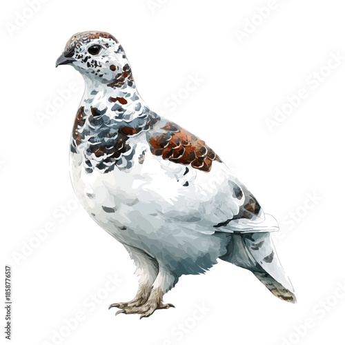 Photography Watercolor isometric vector-style illustration of Ptarmigan, isolated on white background