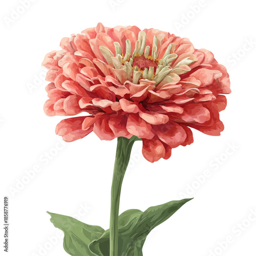 Isometric watercolor rendering of Zinnia Flower, isolated on a clean white background.