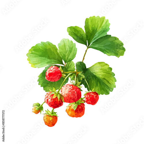 Watercolor isometric vector-style illustration of Wild Strawberry, isolated on white background.