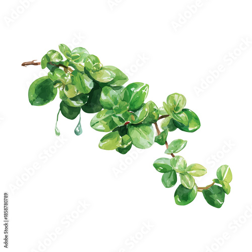 Billede på lærred Isometric-style watercolor depiction of Trailing Jade, set against a white background
