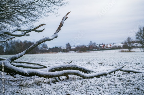 Wallpaper Mural A fallen tree branch covered in snow lies in an open field during winter, with rural buildings visible in the background. Torontodigital.ca