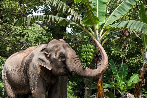 Majestic elephant reaching with its trunk for a bunch of green bananas