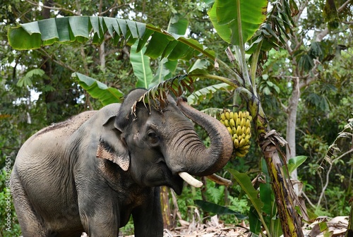 Asian elephant reaching with trunk for ripe yellow bananas in a green jungle