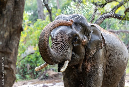 Asian elephant spraying water over its head with its trunk in a forest