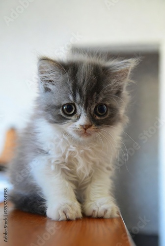 Adorable fluffy gray and white kitten with big eyes sits on a wooden surface