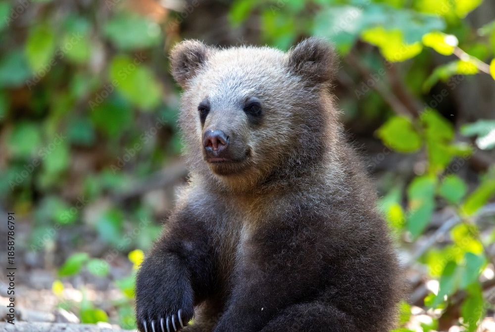 Fototapeta premium A cute bear cub with light brown fur looking towards the left in a natural forest…