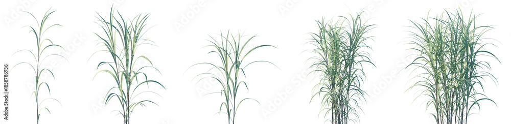 Obraz premium Set of Pennisetum purpureum (Cenchrus purpureus, commonly known Napier grass, elephant grass or Uganda grass) isolated frontal png on a transparent background perfectly cutout