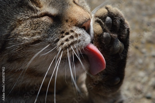 Tableau sur toile the cat is lying down and licking itself