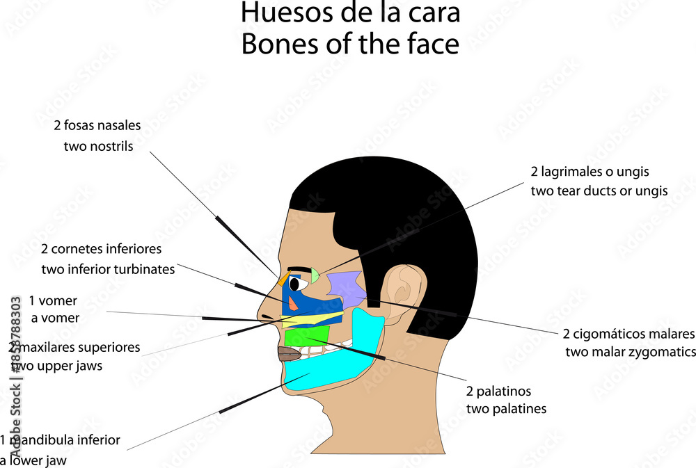 Fototapeta premium Anatomía topografía humana huesos de la cara vista de perfil
