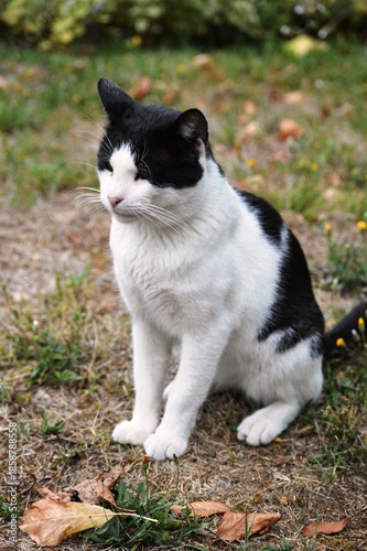 portrait of a black and white cat