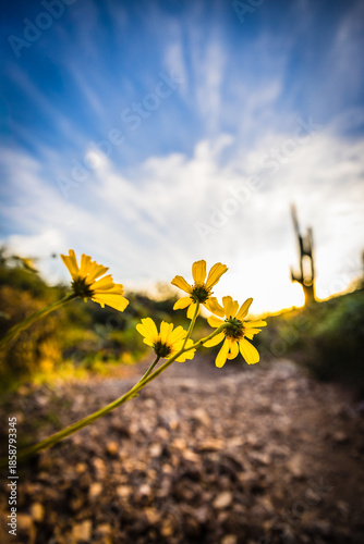 Petals Amongst Peaks