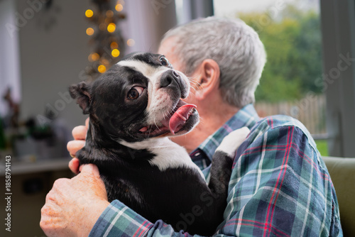 Fotografia Boston Terrier dog who is black and shite and smiling looking at the camera