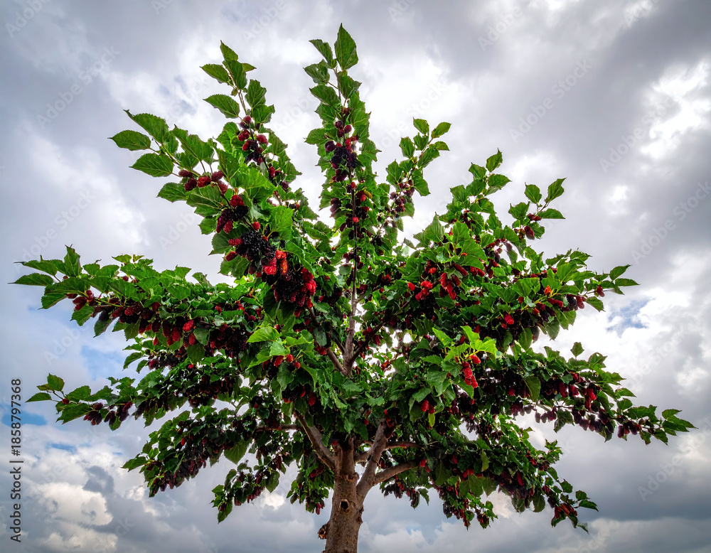 Fototapeta premium This vibrant mulberry tree overflows with ripe fruit under a dramatic sky. Ideal for health, farming, and nature content, it captures the essence of summer harvest and organic beauty.