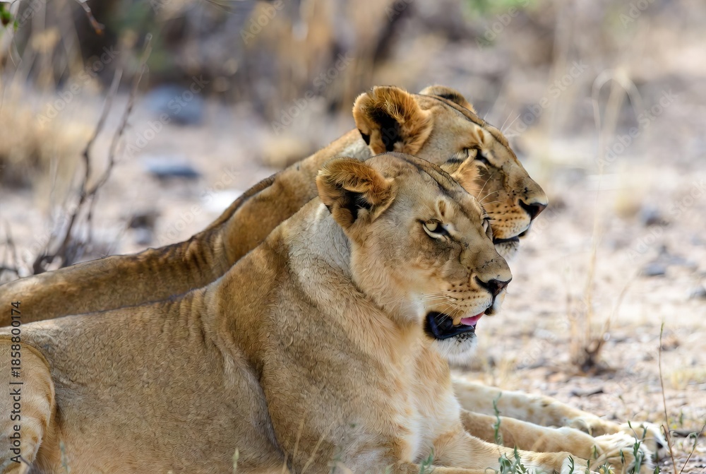 Fototapeta premium Two majestic African lionesses relaxing side by side in their natural savanna