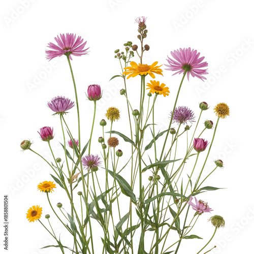 Bright Flowers Grow Together in a Garden During Sunny Weather in Springtime