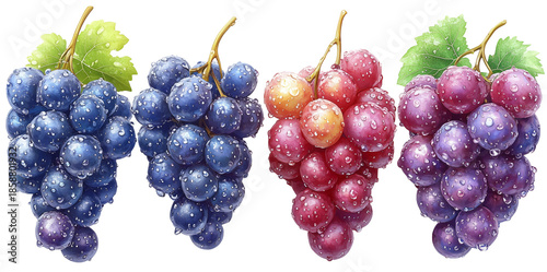 Fresh grape clusters with water drops close-up