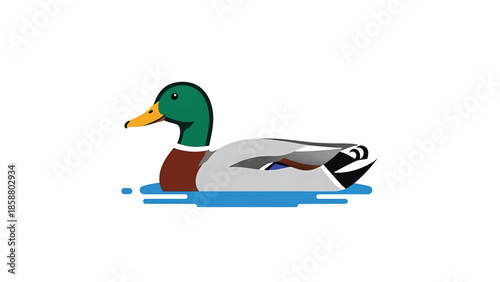 A detailed, colorful illustration of a mallard duck swimming in blue water