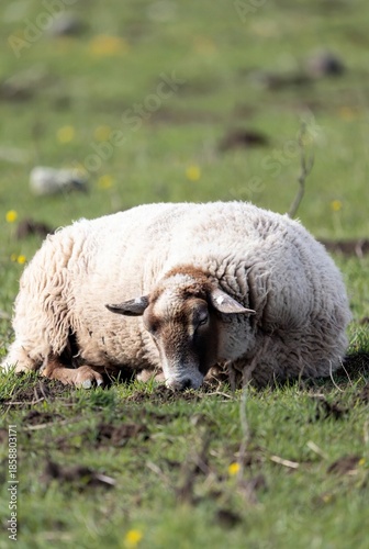 Fluffy brown and white sheep sleeping peacefully in a sunny green meadow