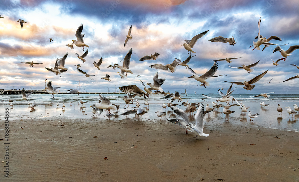 Fototapeta premium Seagulls on the coast of the winter Baltic Sea