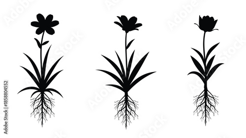 Silhouettes of three flowers with visible roots and leaves displayed