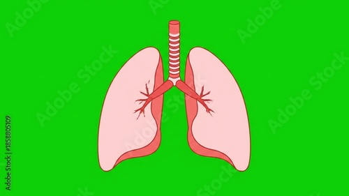 modern medical 2D illustration animation of human lungs front perspective breathing steadily in a continuous loop showing internal bronchial network on flat green screen
