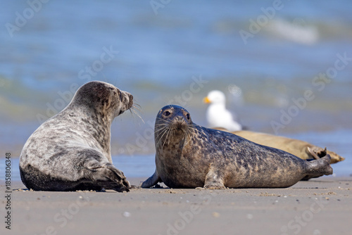 Szarytka morska, foka szara (Halichoerus grypus)