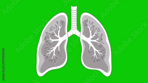 clear educational 2D animation of human lungs front view flat illustration style with repeated breathing motion visible internal lung structures and green screen background
