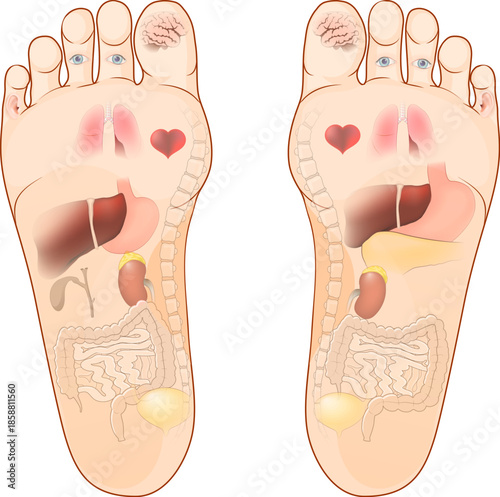 Foot reflexology. human feet and soles with highlighted of internal organs related to the massage area. Map for foot acupressure therapy.