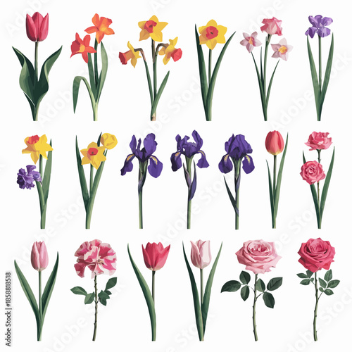 Beautiful colorful flowers with green stems and leaves, isolated on