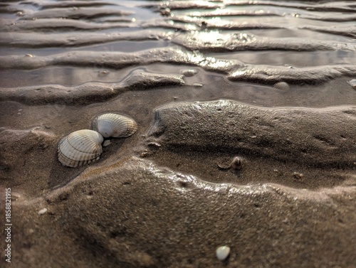 Close-up low angle view of a clam shell lying on a beach with sunlight shining on the rippled pattern in the wet sand