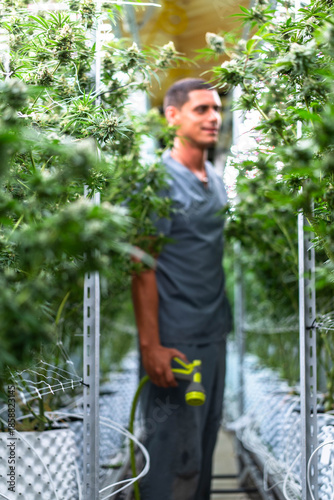 Laborer tending to thriving cannabis plants in a lush indoor plantation focusing on quality growth.