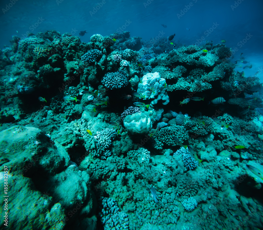 Obraz premium Massive coral structure in shallow reef, yellow fish dancing among corals, turquoise water shining. Magical underwater world, coral reef landscape, marine life vibrance.
