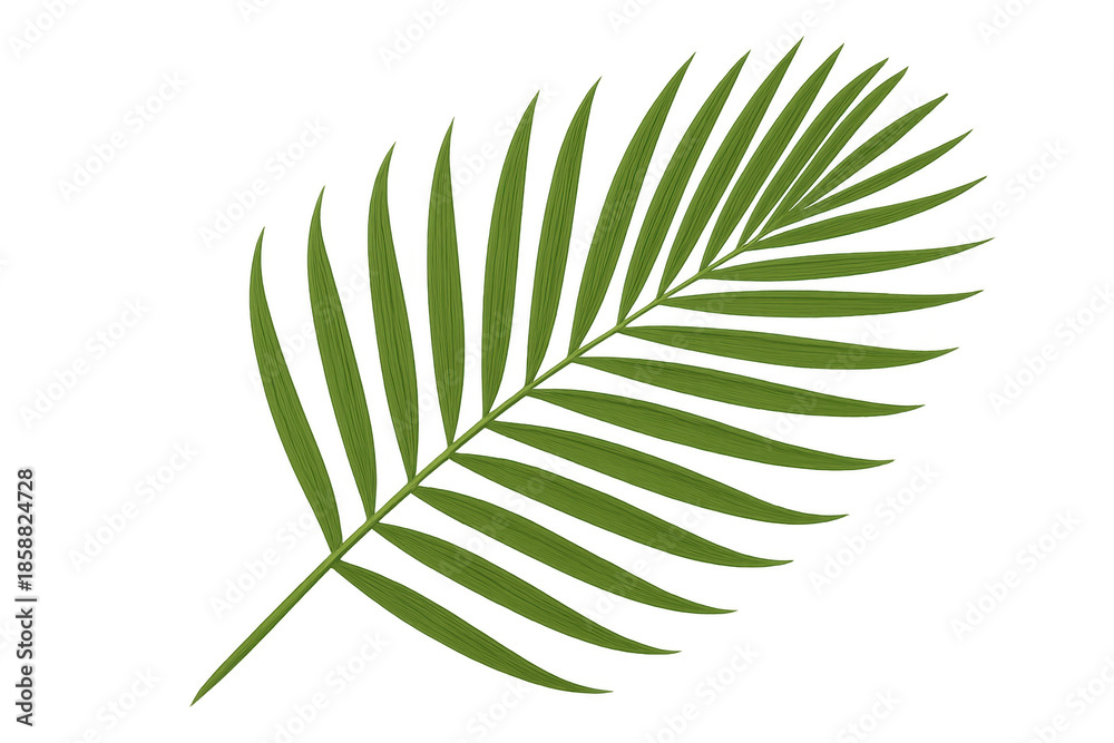 Fototapeta premium Palm leaf frond vector graphic transparent background