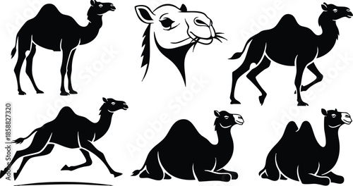 Vector art silhouette camel set multiple poses head close up walking running sitting kneeling standing trotting looking ahead high contrast black and white profile minimalist isolated