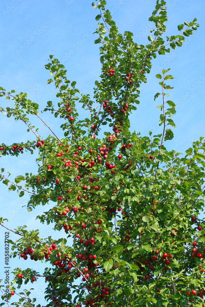 Fototapeta premium Spilling Tree, Subspecies of Prunus domestica, Plum Tree in Brandenburg, Germany 