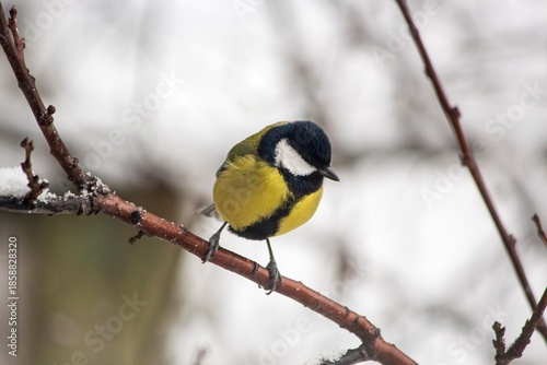Great tit parus major closeup