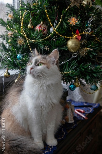 Pretty tricolor kitty under the Christmas tree