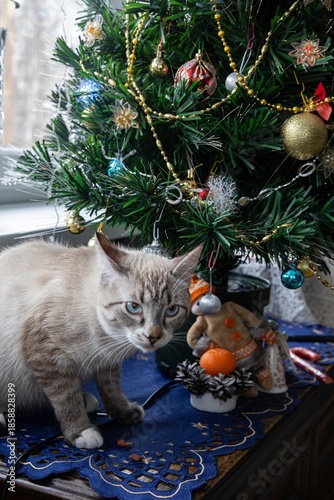 Young blue-eyed cat under the Christmas tree