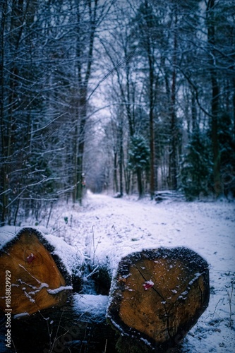 Wallpaper Mural Two sawed tree trunks with orange wood lie on the snowy ground in the foreground of a cold forest landscape Torontodigital.ca