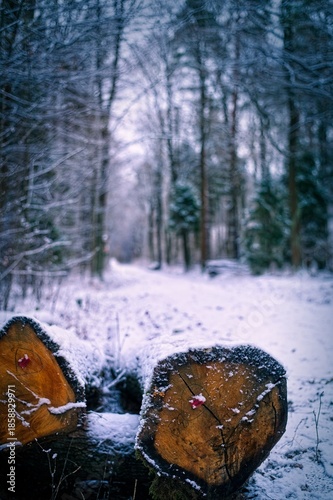 Wallpaper Mural Two sawed tree trunks with orange wood lie on the snowy ground in the foreground of a cold forest landscape. Torontodigital.ca