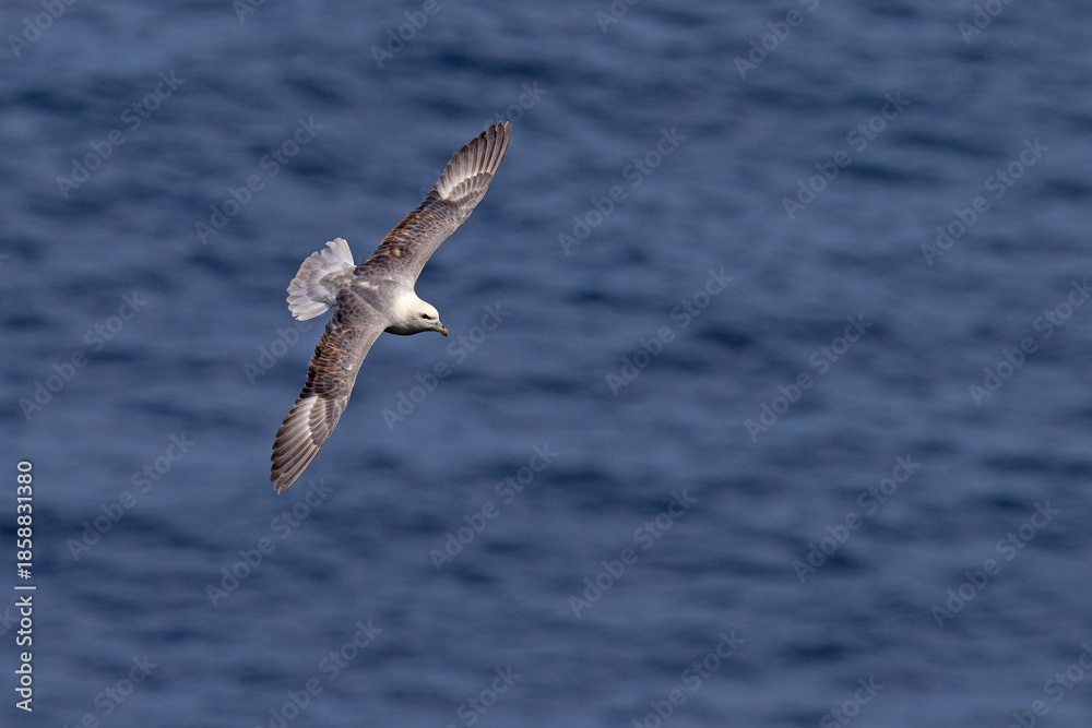 Fototapeta premium fulmar, petrel (Fulmarus glacialis)