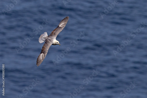 fulmar, petrel (Fulmarus glacialis)